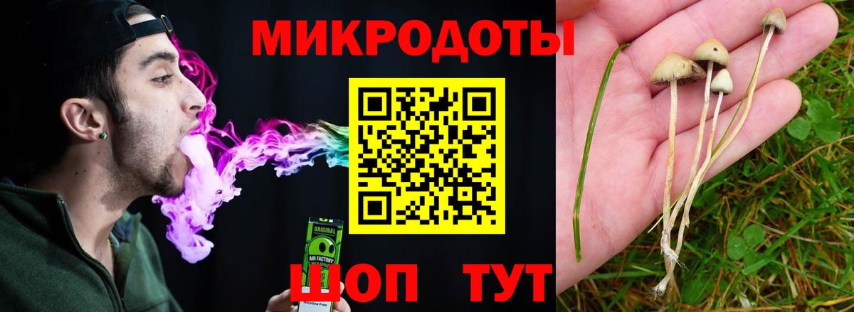 Псилоцибиновые грибы Psilocybe Губкин